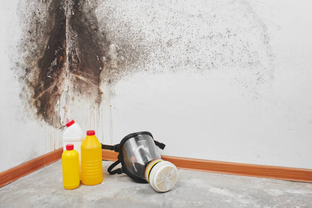 Best Fast Mold Removal  in Alamo, NV