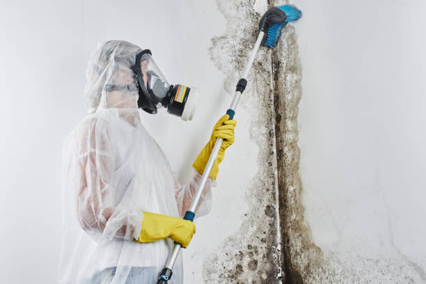 Best Emergency Mold Removal  in Alamo, NV