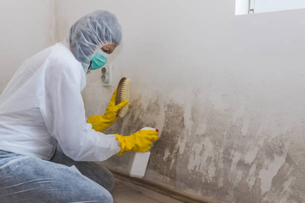 Best Local Mold Removal Service  in Alamo, NV