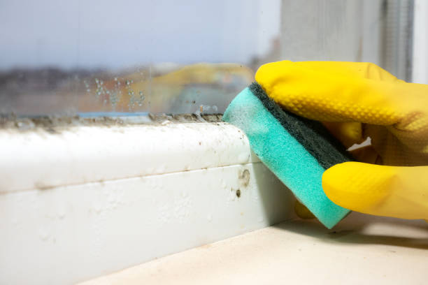 Best Black Mold Removal  in Alamo, NV