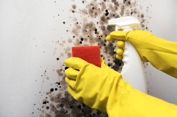 Professional Mold Removal in Alamo, NV