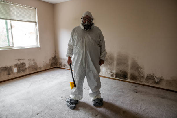 Certified Mold Removal in Alamo, NV