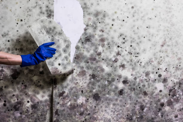 Best Local Mold Removal Service  in Alamo, NV