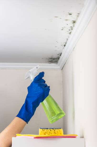 Best Water Damage Restoration  in Alamo, NV